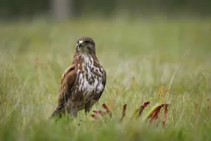Découvrons les secrets des rapaces