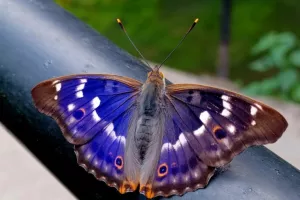 Chasse aux couleurs : papillons et compagnie