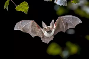 Nuit internationale de la chauve souris