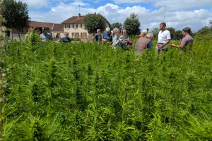 La culture du chanvre, une plante encoe méconnue