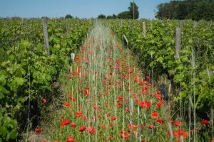 Dans les pas du vigneron au Domaine de la Chevalerie