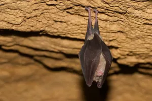 Nuit internationale de la chauve-souris à la Grotte du Mas d'Azil