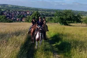 Expériences Mossig & Vignoble : Balade à cheval