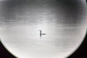 Les oiseaux de la Réserve naturelle régionale des Seiglats