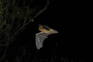 Nuit de la chauve-souris aux Mines d'Argent