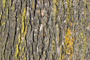 Exposition de photographies : Etats de bois - Ecorces