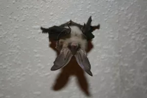 A la découverte des chauves-souris de mon village