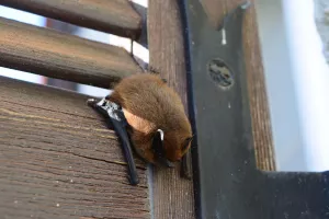 Mystérieuses Chauve-Souris