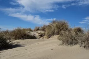 Visite guidée du sentier de la dune - CPIE