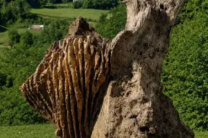 Exposition "ouvrages du vivant"