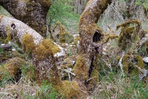 La forêt crisse - Sortie de résidence - Création 2027