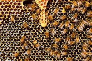 EXPOSITION : NUMA BASTIDE 2026 – LA PASSION DE L'APICULTURE