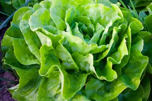 Rencontre culturelle d'arts plastiques : C'est pas (que) des salades par la Cie Les Philosophes barbares