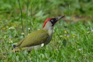 Les oiseaux du Parc Beaumont