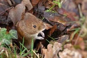 Petits rongeurs des bois et des haies