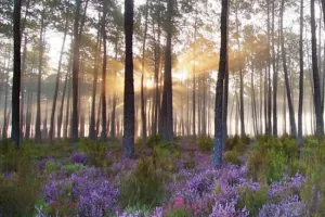 Balade en forêt