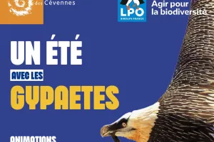 UNE JOURNÉE AVEC LES GYPAÈTES "VAUTOURS ET CIE"
