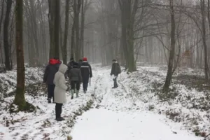 La forêt en hiver