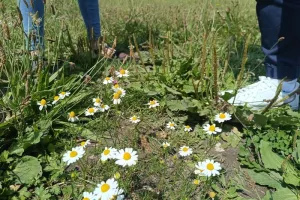 BALADE DECOUVERTE DES PLANTES SAUVAGES EN VILLE