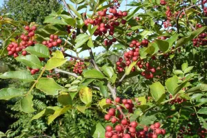 Animation : les arbres et arbustes comestibles - Arboretum de la Petite Loiterie