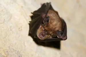 Soirée chauve-souris