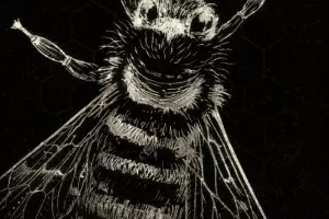 Insectes