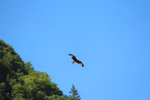 Découverte des rapaces et animaux des Pyrénées