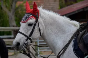 Cheval Mon Ami : Lâchez les chevaux !
