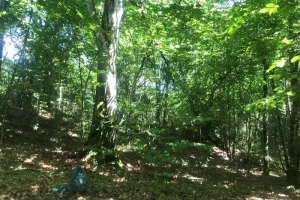Balade ressourçante "La forêt, mon espace de liberté"