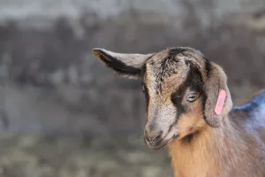 Visite de la ferme Salaberry