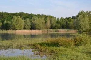 Visite de la Réserve Naturelle de l'Étang de la Mazière