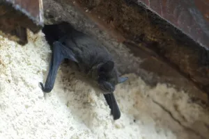 Des chauves-souris et des Refuges LPO