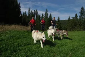 Initiation cani rando chiens de traineaux
