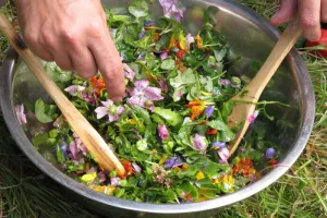 Cueillette de plantes sauvages comestibles