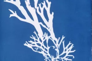 Ciap art : cyanotype