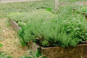 Formation adulte : l'eau au jardin