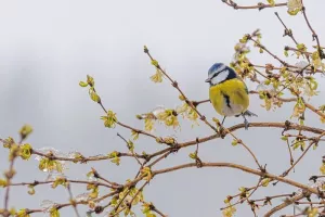 Balade nature à la découverte des délicieuses plantes sauvages et comestibles