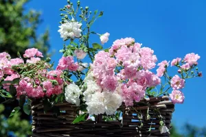 Ateliers créatifs fleurs séchées