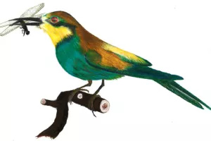 Dessins naturalistes des étudiant.es de Sorbonne Université