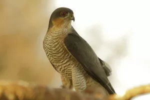Découverte des rapaces et animaux des Pyrénées
