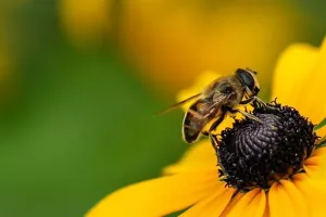 Atelier 4-10 ans : Abeilles et autres petites bêtes