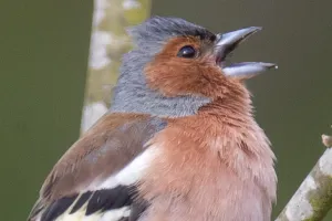 Sortie avec la maison de la nature - Les oiseaux de nos campagnes