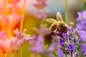 ATELIER "DÉCOUVRIR & COHABITER AVEC LES PETITES BÊTES AU JARDIN"