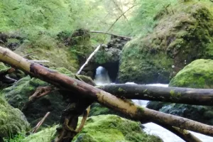 Immersion dans la forêt des Gorges du Pas-de-Cère