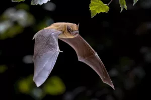 Nuit de la Chauve souris