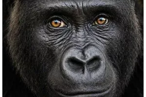 Exposition : Le regard sauvage