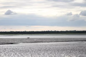 Baie des Veys : ses oiseaux, ses phoques