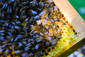 Conference - l'abeille et nous aujourd'hui