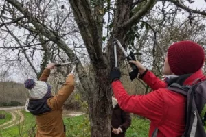 Taille de restauration des fruitiers à Boursay