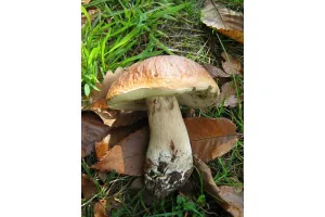 Champignons en Retz